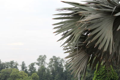 Low angle view of palm trees against sky