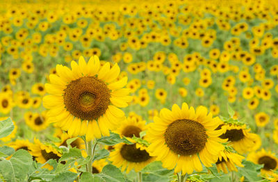 Close-up of sunflower on field