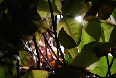 Low angle view of plants