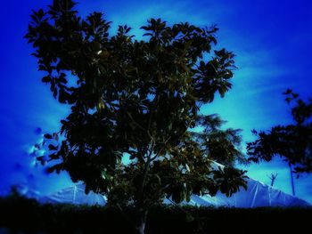 Low angle view of tree against sky