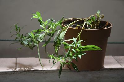 Close-up of potted plant