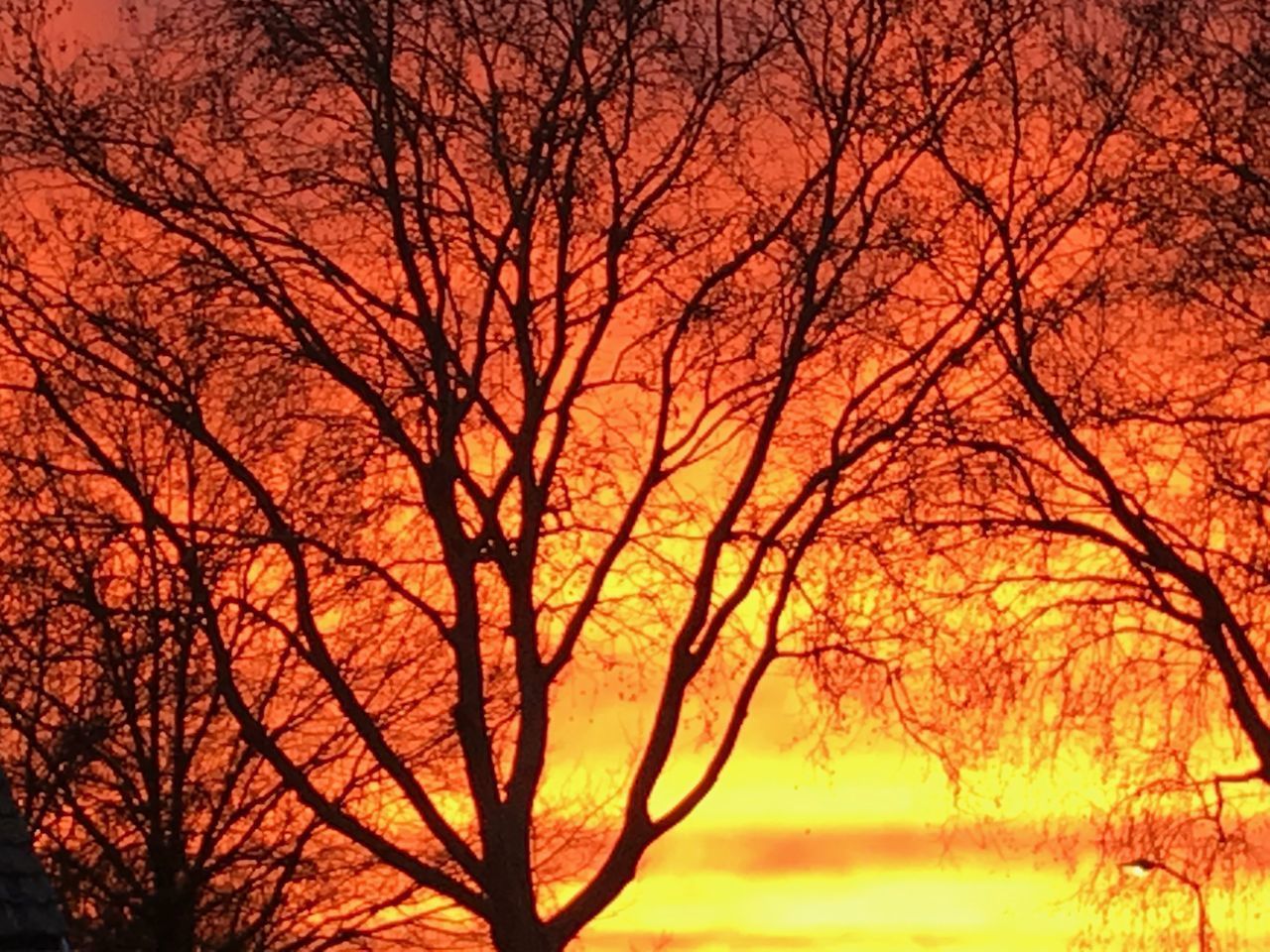 SILHOUETTE OF BARE TREES DURING SUNSET