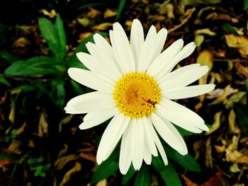 Close-up of white daisy flower