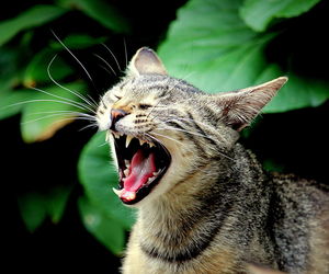 Close-up of cat yawning