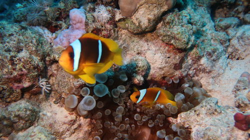 Close-up of fish in sea