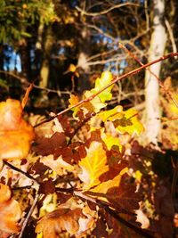 Close-up of autumn leaves on plant