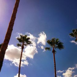 Low angle view of palm trees against blue sky