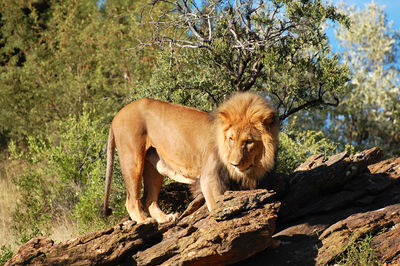 Lion standing on wood