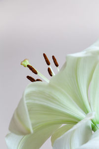 Close-up of white lily