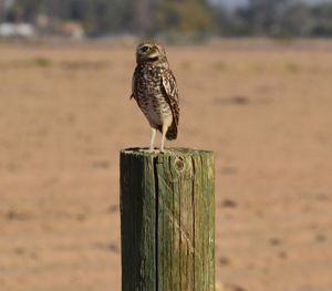 Close-up of owl perching on wooden post