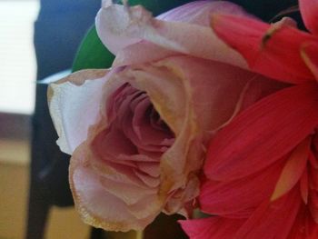 Close-up of rose