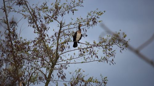 Low angle view of bird perching on tree