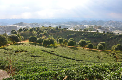 Scenic view of agricultural field against sky