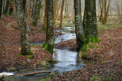 Stream flowing amidst trees in forest