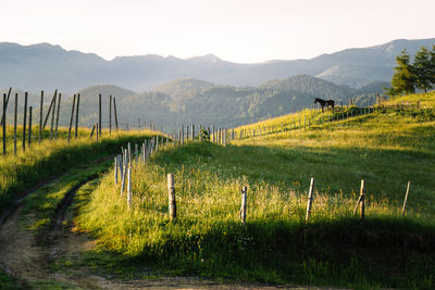 Scenic view of horse on field against mountains in a summer morning