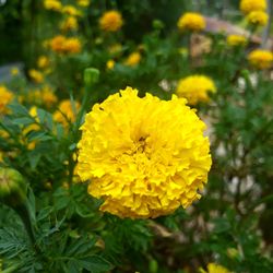 Close-up of yellow flower