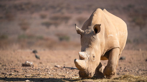 Rhinoceros standing on land