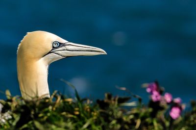 Close-up of bird perching on plant