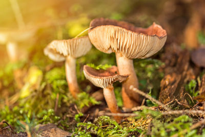 Close-up of mushroom growing on field