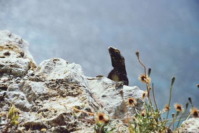 Lizard in a castle on rodos island