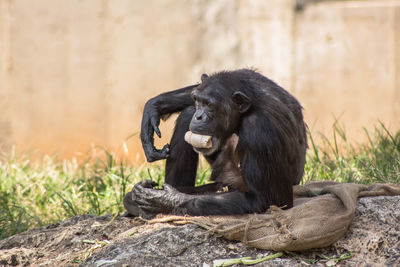 Chimpanzee carrying wood shavings in mouth at zoo