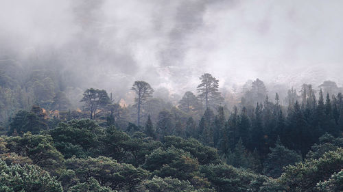 High angle view of trees in forest