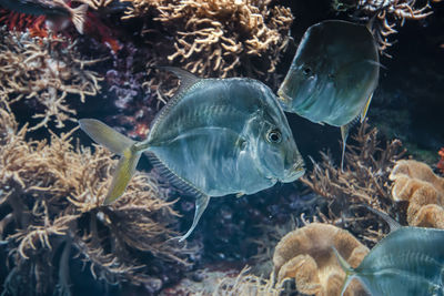 Close-up of fishes swimming in sea