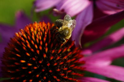 Close-up of bee on flower