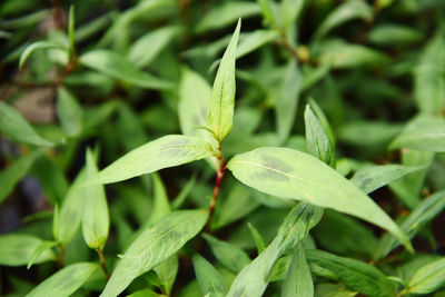 Close-up of fresh green leaves