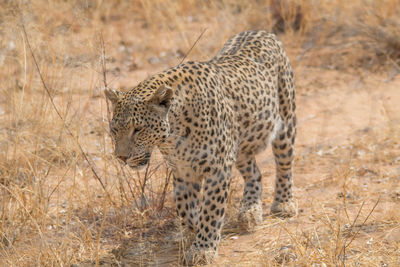 Full length of a cat