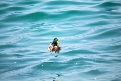 High angle view of bird swimming in lake