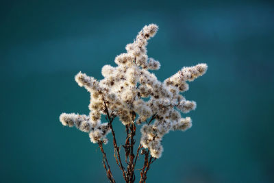 Low angle view of flowering plant against blue sky