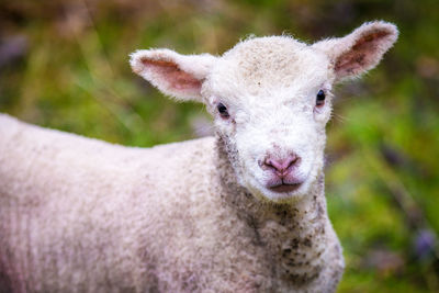 Close-up portrait of lamb standing on field