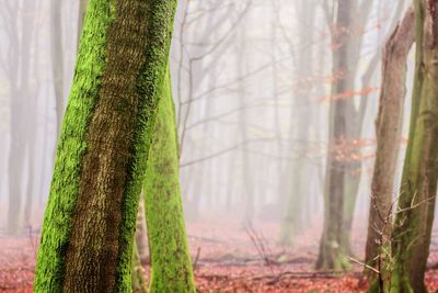 Close-up of moss growing on tree trunks in forest