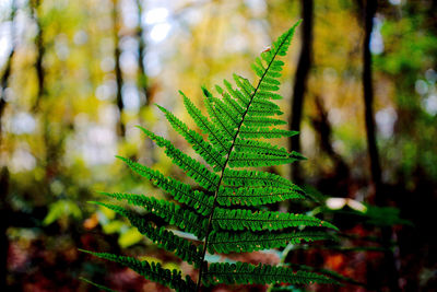 Close-up of fern