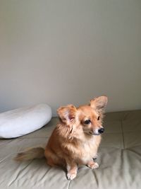 Pembroke welsh corgi sitting on bed against wall