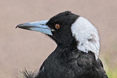 Close-up of a bird looking away