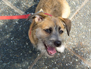 Close-up portrait of dog