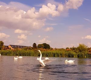 Swan swimming in lake against sky