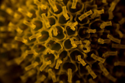 Full frame shot of yellow pattern