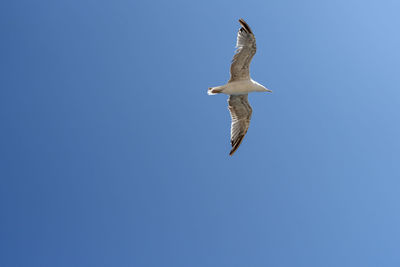 Low angle view of seagull flying