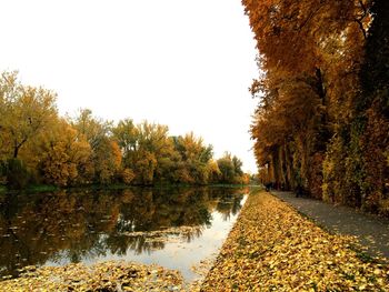 Reflection of trees in water