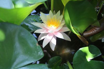 High angle view of water lily blooming amidst leaves in pond