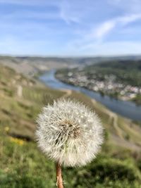 Close-up of dandelion growing on land against sky