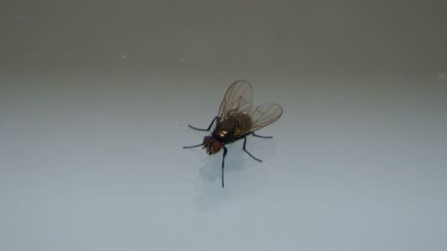 Close-up of fly on white background