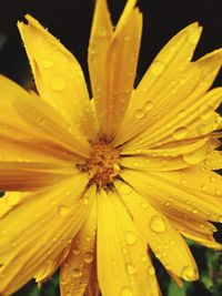 Macro shot of water drops on flower