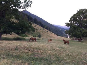 Horses grazing on grassy field