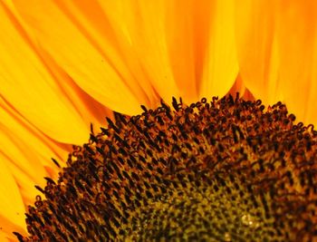 Close-up of orange sunflower