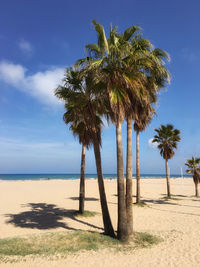 Palm trees on beach against sky