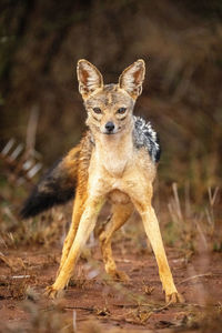 Black-backed jackal stands staring with forelegs apart
